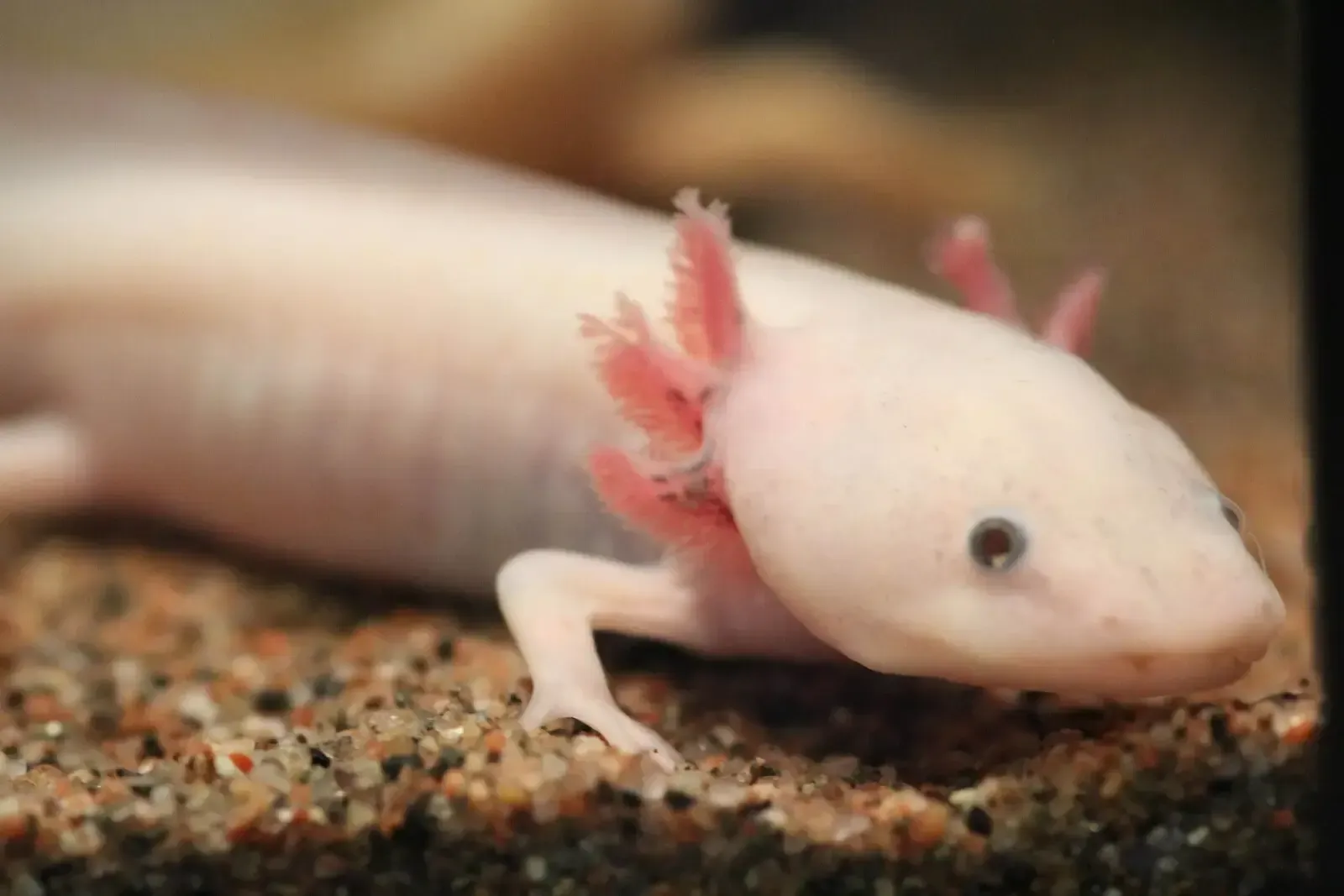 Imagem do Axolote